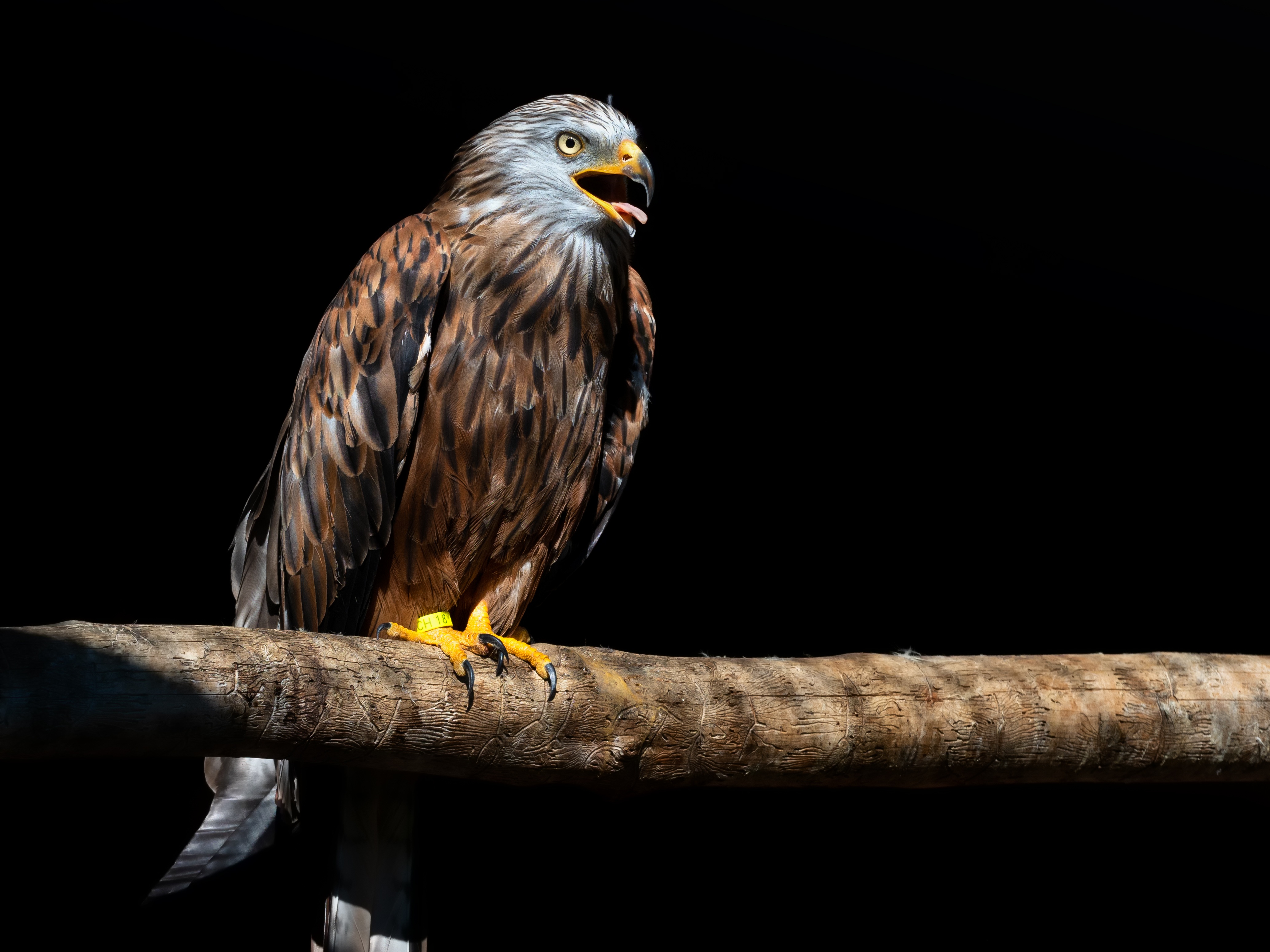 Birds of Prey in Scotland — Blog — the SCOTTISH countryman